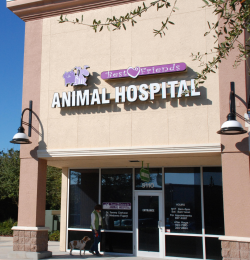 Home | Veterinarian in Sarasota, FL | Best Friends Animal Hospital